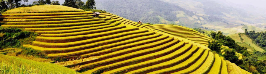 Visiter les rizières - une chose incontournable lors de votre voyage au Vietnam