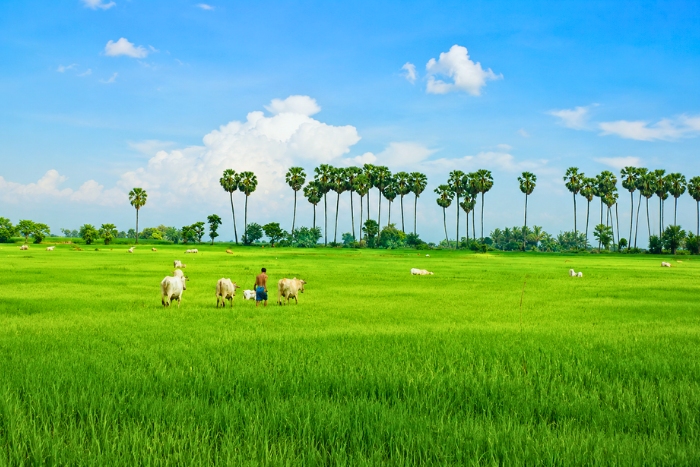 Paysages ruraux &agrave; Battambang au Cambodge en &eacute;t&eacute;