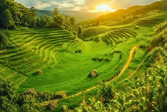 Rizi&egrave;res luxuriantes dans les montagnes du Nord-Ouest du Vietnam en juin