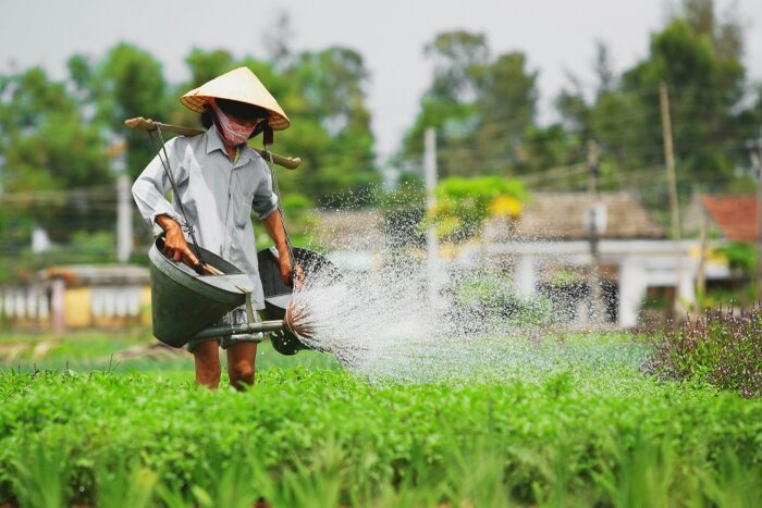 Travail de soin des légumes dans le village