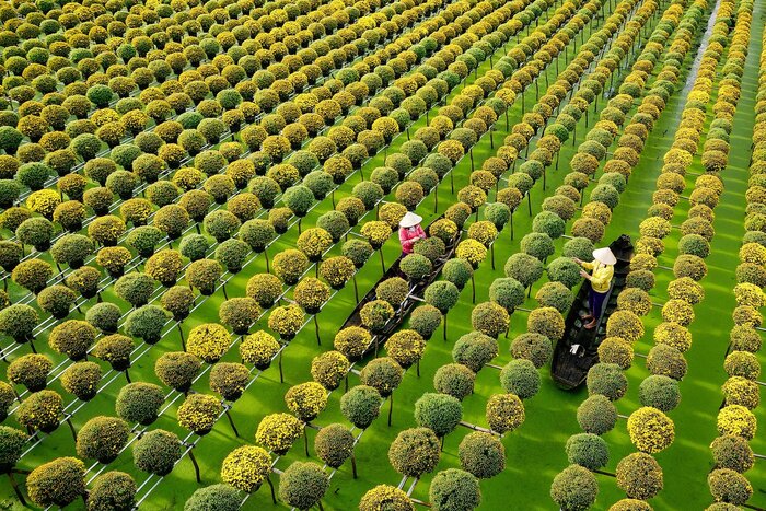 La vue magnifique du village de fleurs de Sa Dec