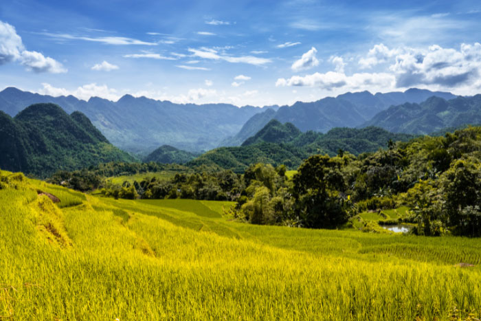 Les rizières en terrasses de Mai Chau