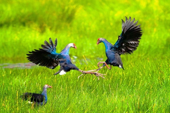 Beauté des oiseaux au parc national de Tram Chim