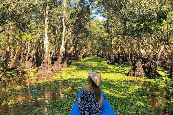 La forêt de cajeputiers de Tra Su : Un paradis serein de la nature