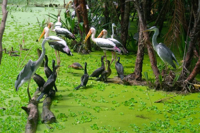 Le paradis des oiseaux à la forêt de Tra Su