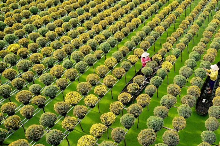 L'atmosphère printanière rend le village de fleurs de Sa Dec vibrant