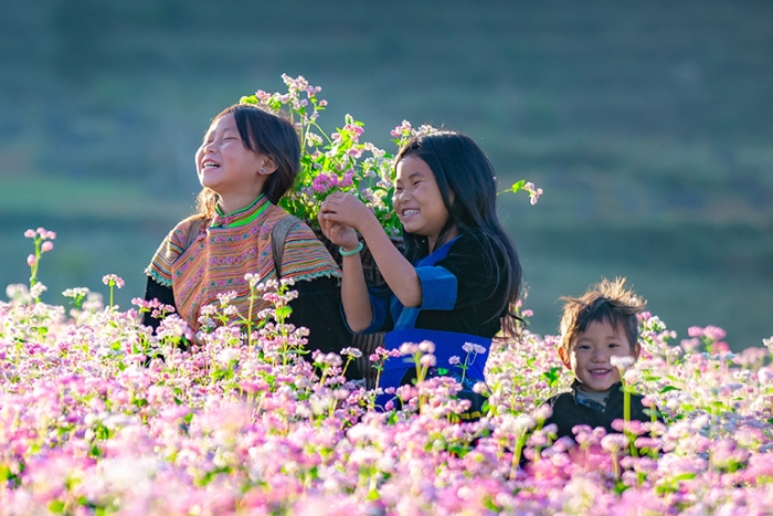 Saison des fleurs de sarrasin à Ha Giang Vietnam en octobre