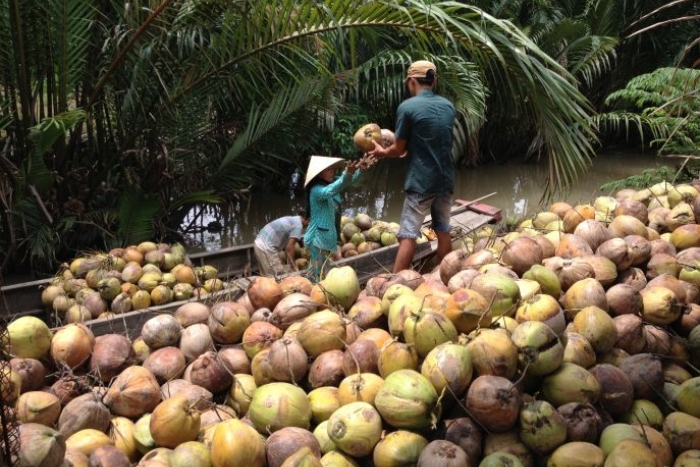 La province Ben Tre, Delta du Mékong, la terre des cocotiers