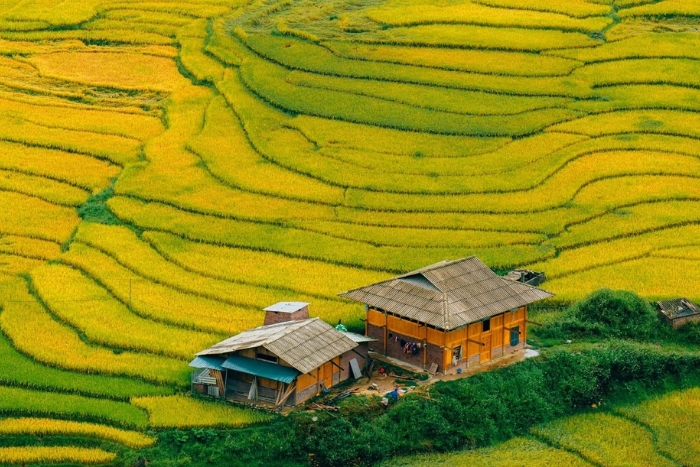 Rizi&egrave;res en terrasses &agrave; Sapa
