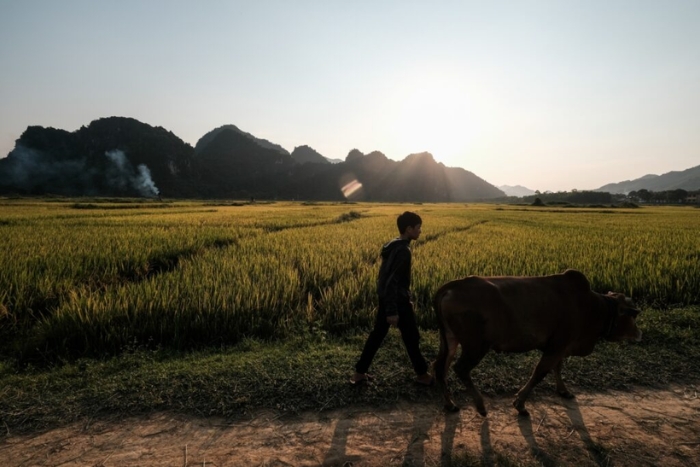 Des rizi&egrave;res dor&eacute;es dans la campagne vietnamienne