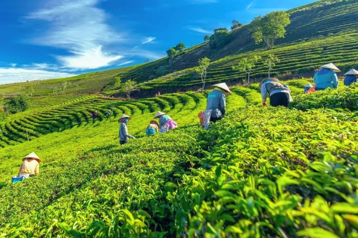 Voyage agricole au Vietnam en 3 jours à la colline de thé Cau Dat