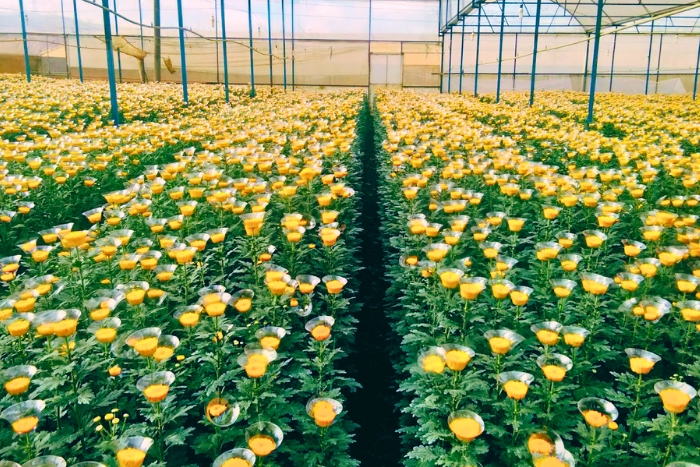 Calme matinal au village floral de Thai Phien