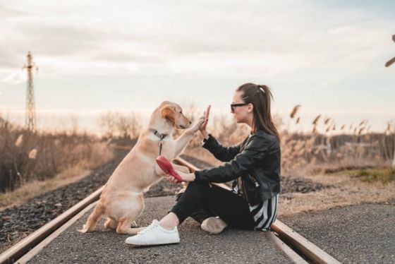 Tout Savoir Pour Un Voyage Au Vietnam Avec Un Animal De Compagnie