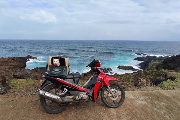 Conseils pratiques pour voyager au Vietnam avec un animal de compagnie