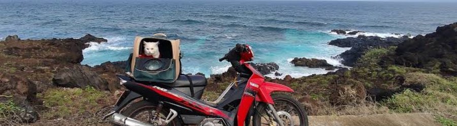 Tout Savoir Pour Un Voyage Au Vietnam Avec Un Animal De Compagnie