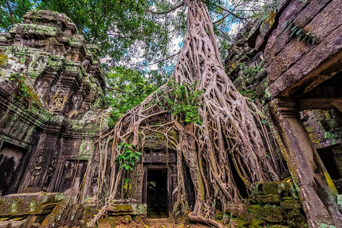 Le temple de Ta Prohm au Cambodge 