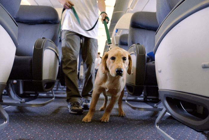 Arriv&eacute;e au Vietnam avec un chien ou un chat : contr&ocirc;les et formalit&eacute;s