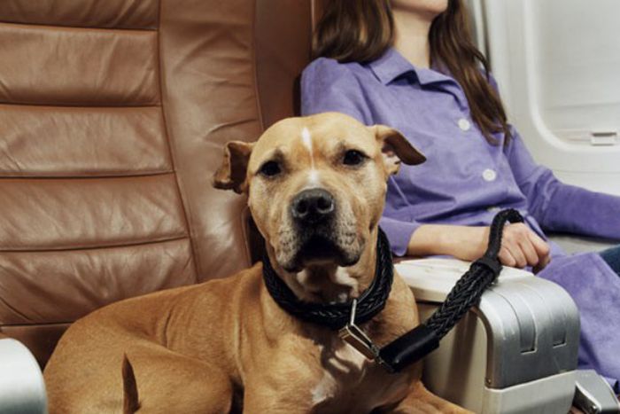 Voyager avec un animal : cabine ou soute selon son poids 