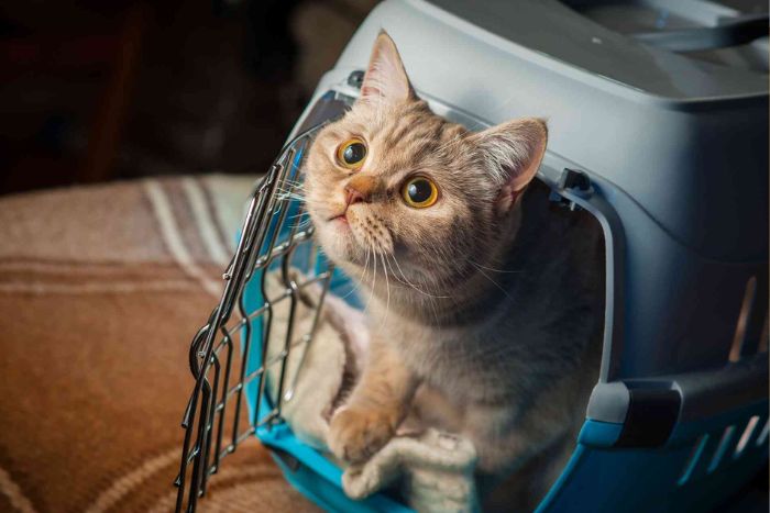 Choisir un h&eacute;bergement pet-friendly pour voyager sereinement au Vietnam 