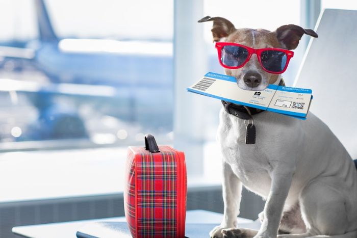 Bien pr&eacute;parer son chien pour un voyage serein au Vietnam