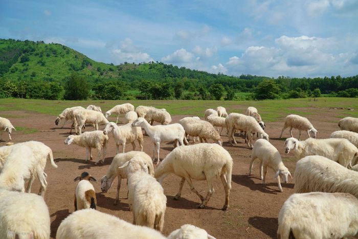 Ferme aux moutons de Suoi Nghe