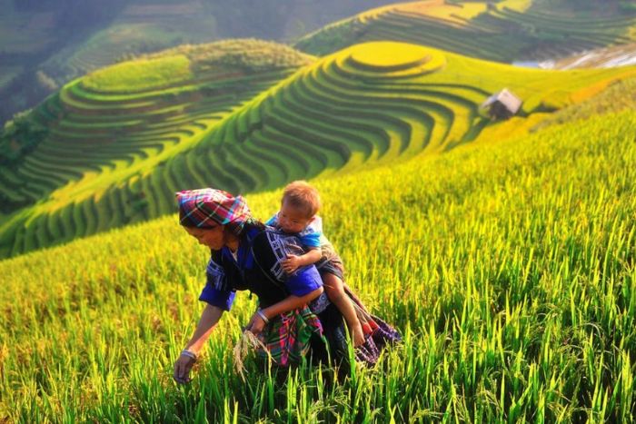 Rizières en terrasse à Mu Cang Chai - Incontournable lors de l’itinéraire à Yen Bai 3 jours