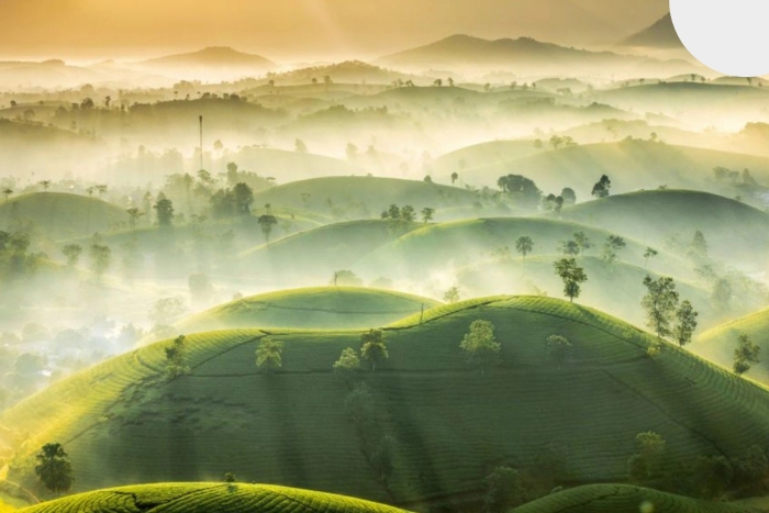 Les collines de thé de Long Coc, dans la province de Phu Tho