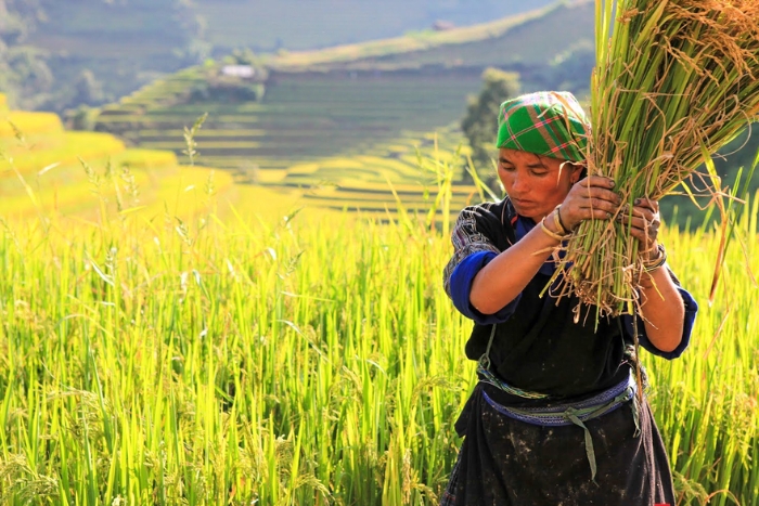 Mu Cang Chai : meilleur moment &agrave; visiter