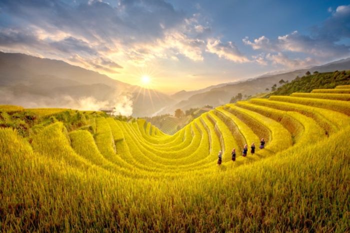 Rizières en terrace de Mu Cang Chai en saison dorée