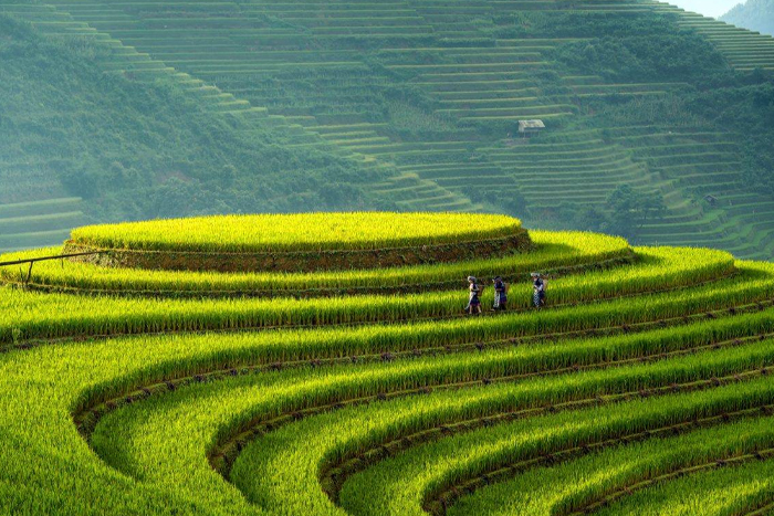 Colline de Mam Xoi à La Pan Tan 