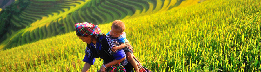 Mam Xoi et Mong Ngua: Paradis des rizières en terrasses de Mu Cang Chai