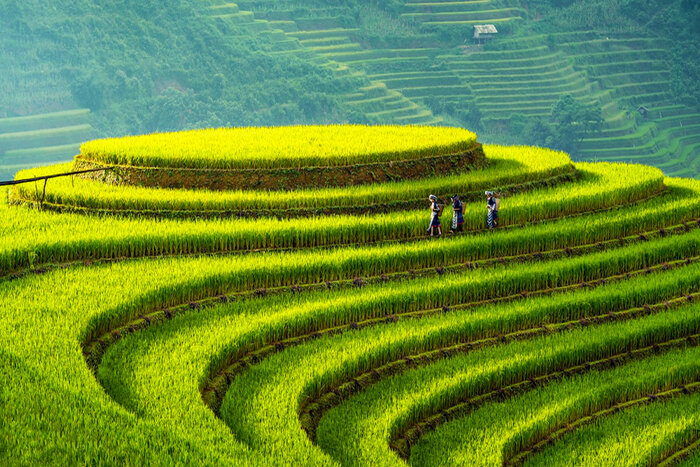  Saison du riz vert à Mu Cang Chai