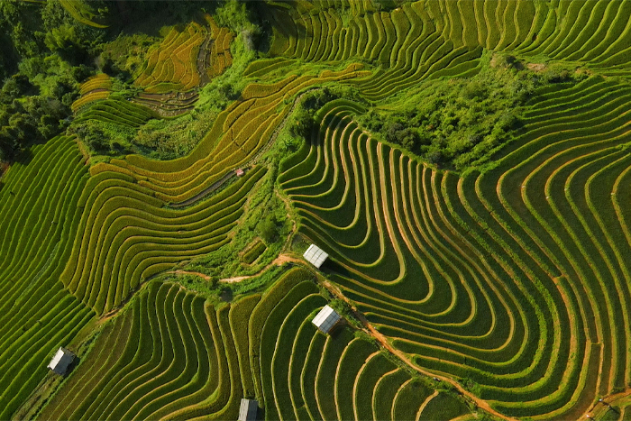 Rizières en terrasse de Mu Cang Chai, patrimoine naturel national