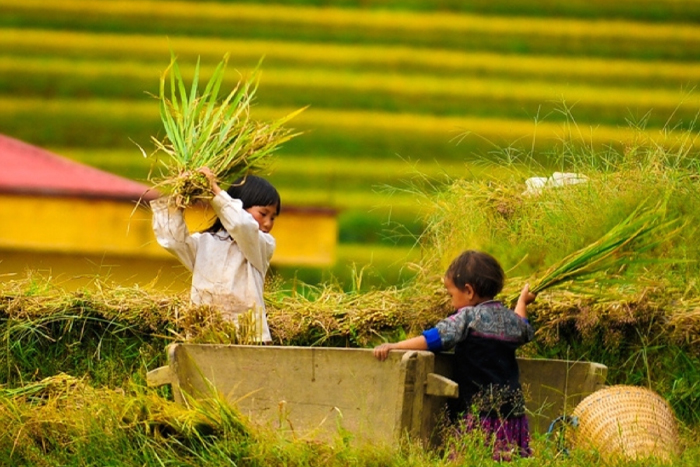  Le moment de la saison des récoltes à Mu Cang Chai