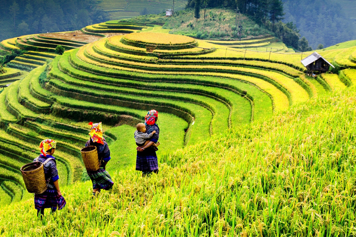 Meilleure période pour visiter Mu Cang Chai