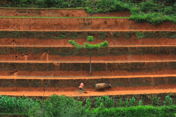 Un ingénieux système agraire à Mu Cang Chai