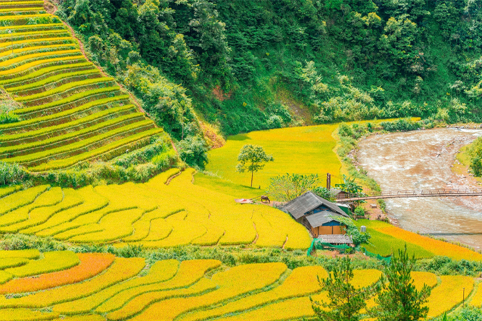 Rizières en terrasses à Mu Cang Chai