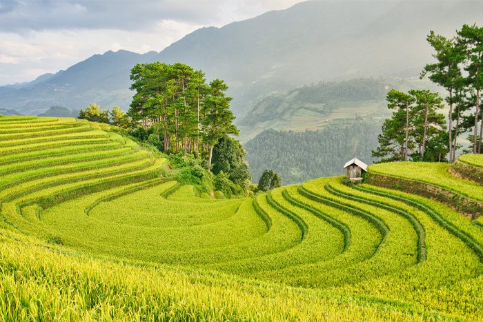 Mu Cang Chai Vietnam