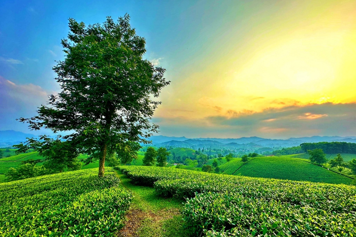 Plantation de thé de Nghia Lo Yen Bai