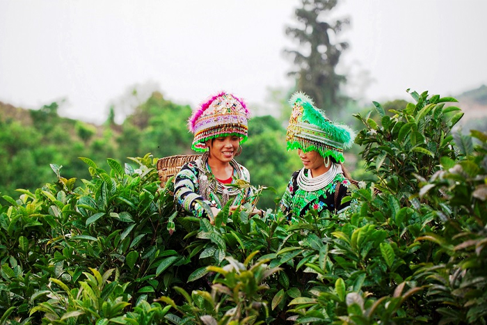 Saison de récolte dans la plantation de thé Suoi Giang Yen Bai