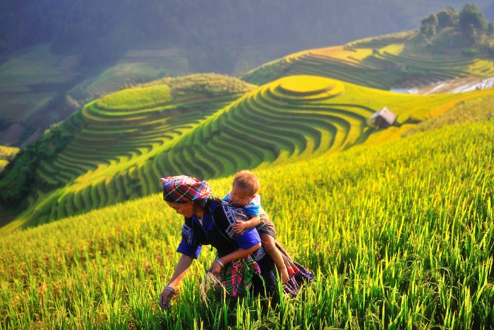 Admirez les rizières en terrasses de La Pan Tan