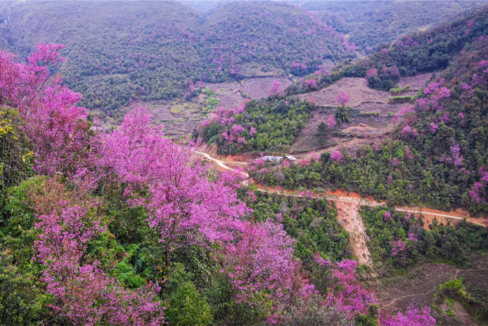 Se rendre à Tu Le et Mu Cang Chai