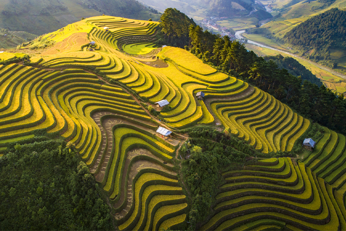 Paysages spectaculaires de rizières en terrasses à Yen Bai