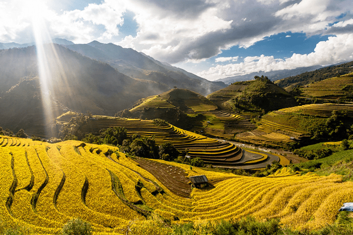 Saison du riz doré à Tu Le Vietnam