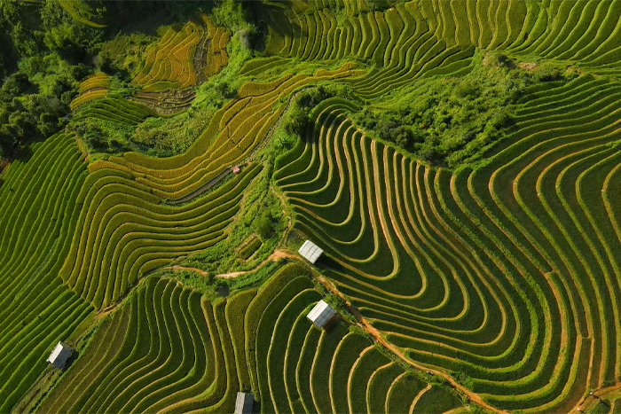 Les rizières en terrasses de Mu Cang Chai attirent de nombreux voyageurs chaque année