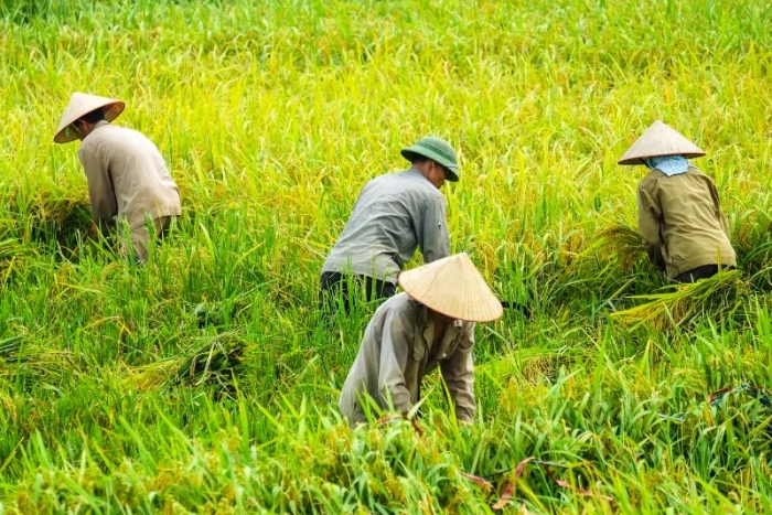 Nón lá et la culture agricole vietnamienne