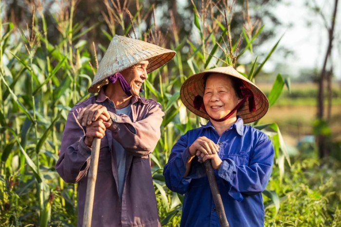 Chapeau conique - symbole de la diligence des vietnamiens