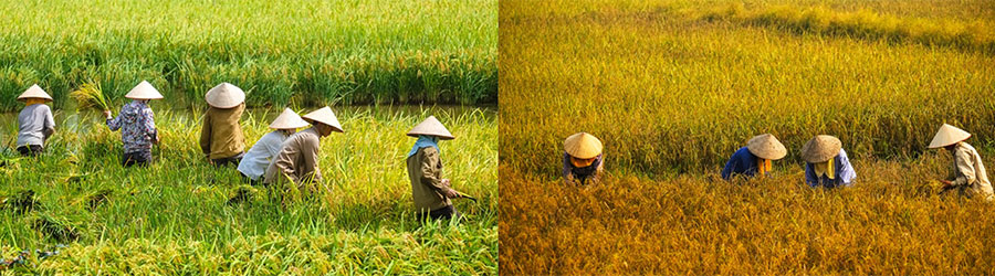 Climat et température au Vietnam