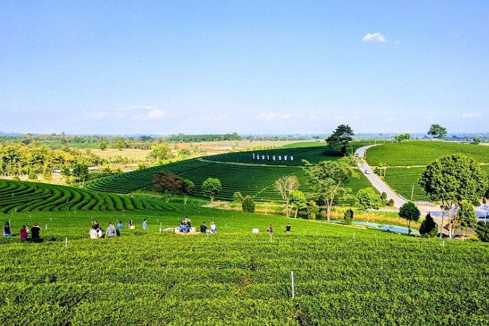 Flâner dans les champs de thé de Choui Fong – Parmi les meilleures destinations de Thaïlande à visiter en mars