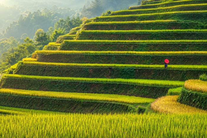 S&rsquo;&eacute;merveiller devant les rizi&egrave;res verdoyantes de Mu Cang Chai en ao&ucirc;t